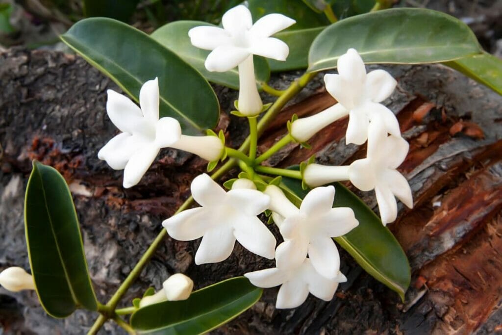 Stephanotis (Stephanotis)