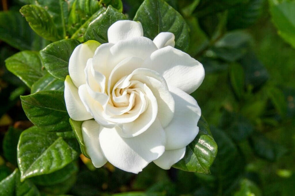 Fleurs de Gardenia blanc (Gardenia)