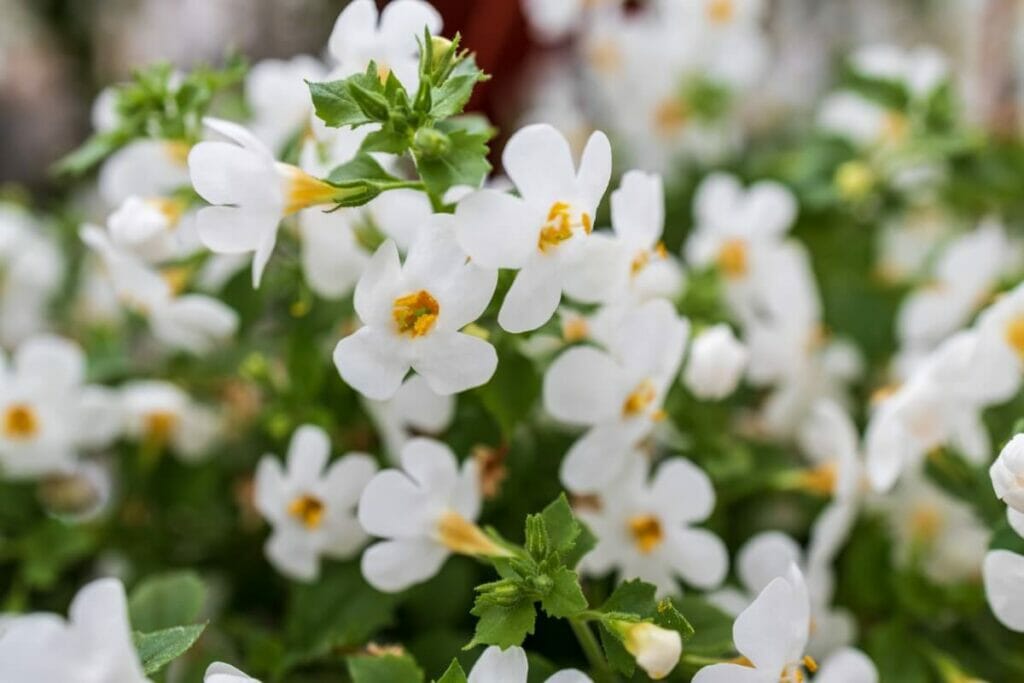 Hysope aquatique (Bacopa monnieri)