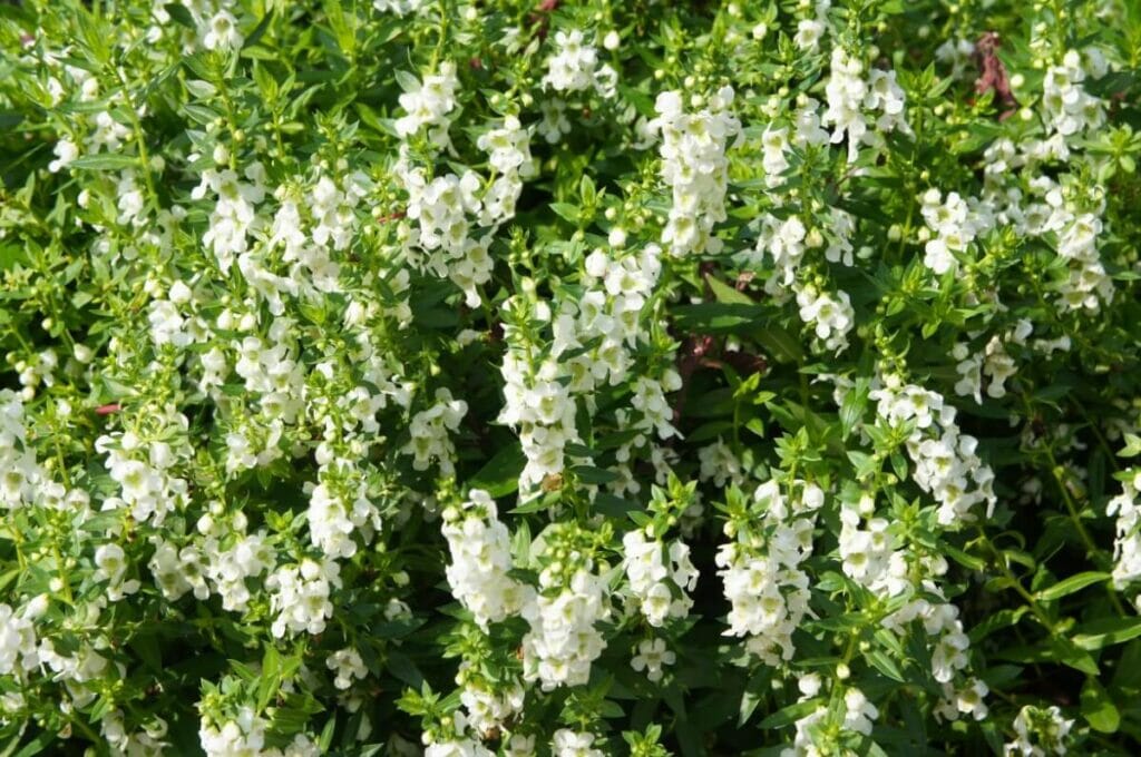 Fleurs d'Angelonia blanche (Angelonia)