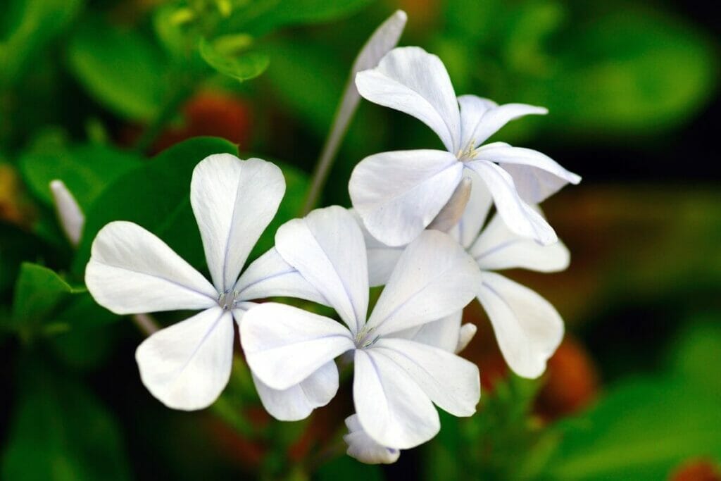 Pervenche blanche (Vinca)