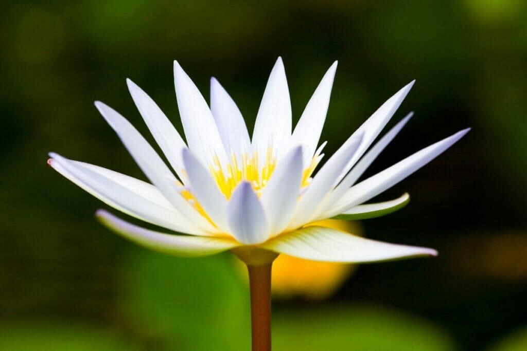 Nénuphar (Nymphaeaceae)