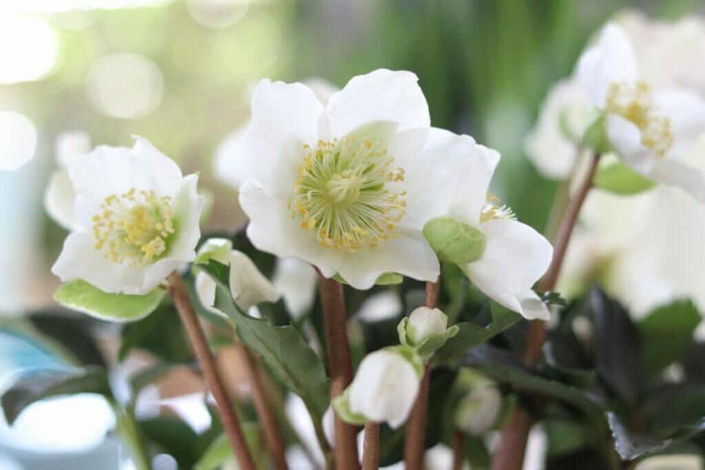 Rose de Noël (Helleborus niger)