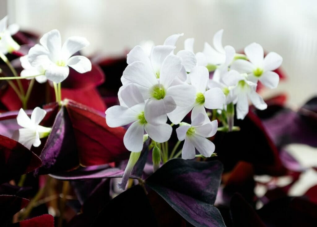 Faux trèfle (Oxalis triangularis)
