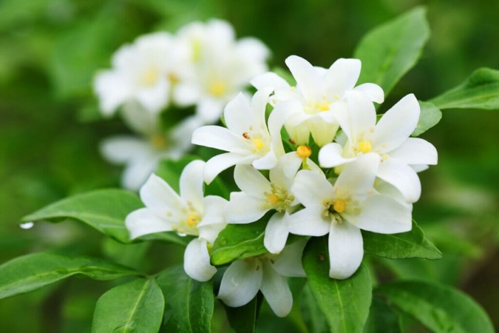 Fleurs de jasmin blanc (Jasminum)