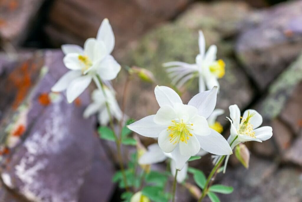 Fleurs d'ancolie blanche (Aquilegia)
