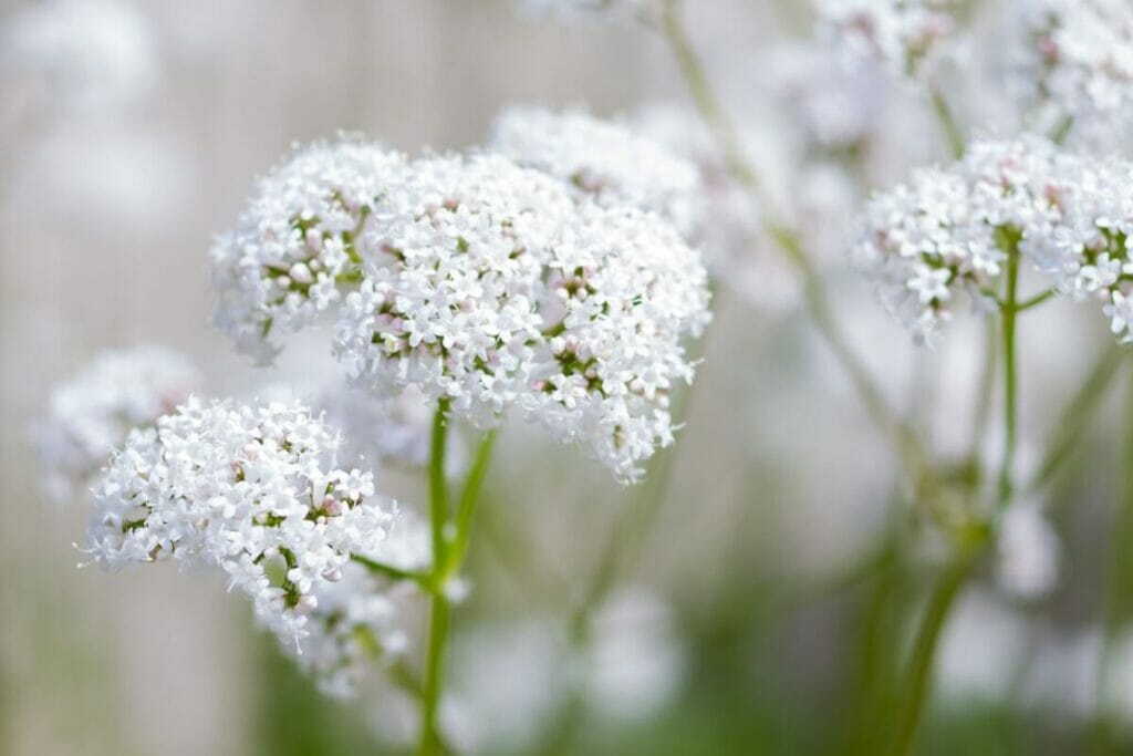 Héliotrope (Heliotropium arborescens 'Albans')