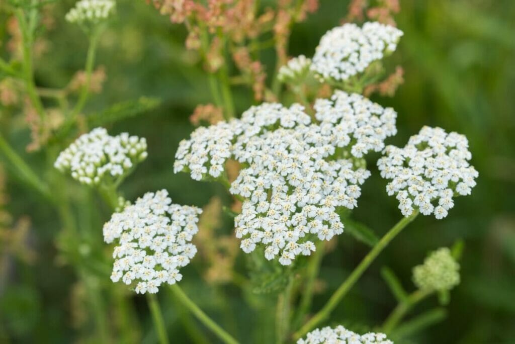 Fleurs d'achillée blanche (Achillea millefolium)