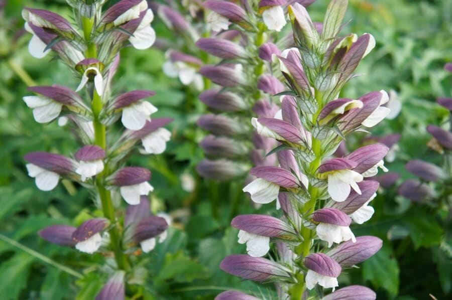 Acanthe molle (Acanthus mollis)