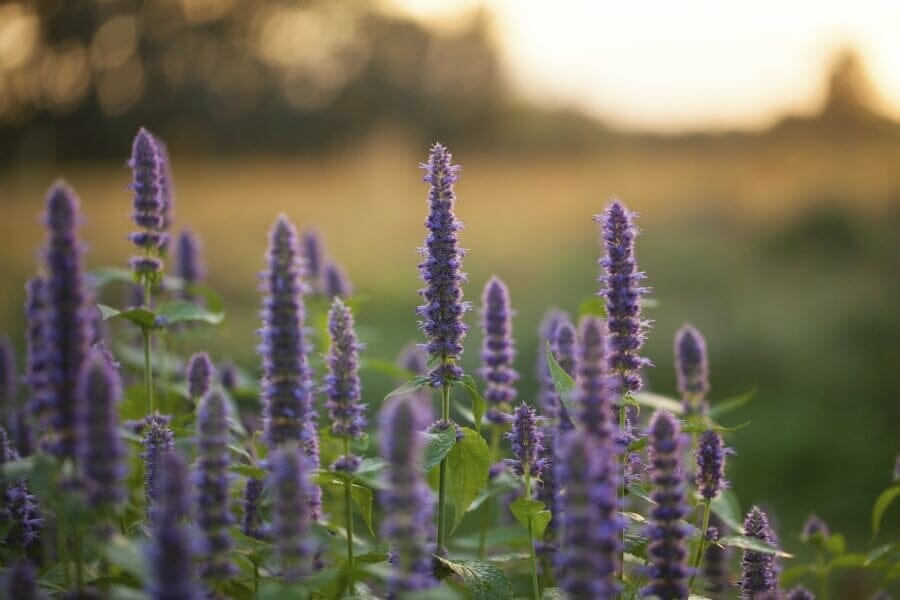 Fleurs violettes de l'hysope anisée (Agastache foeniculum)