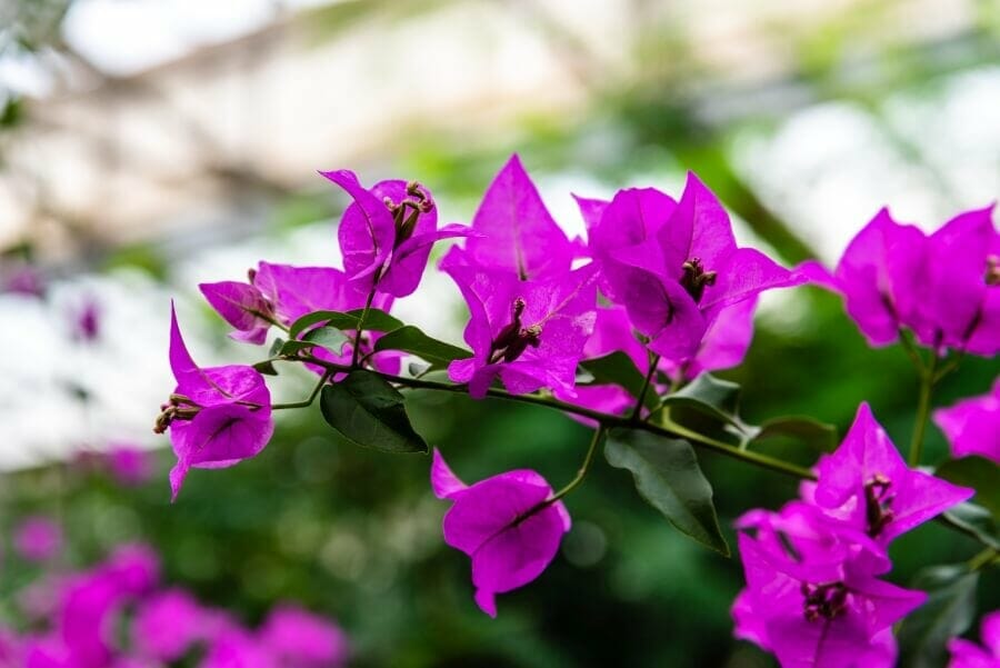 Fleurs de Bougainvilliers pourpres (Bougainvillea glabra)