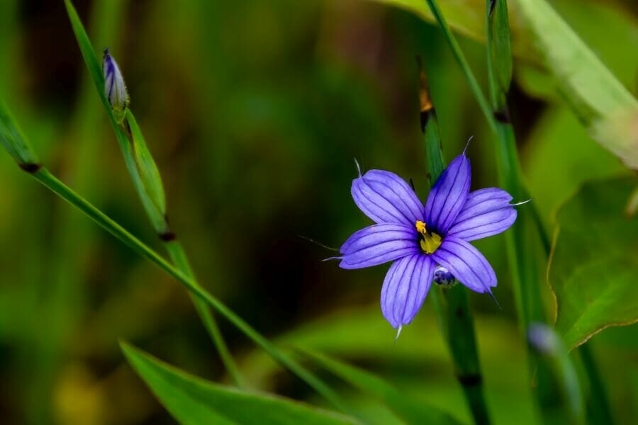 Sisyrinchium montanum (Sisyrinchium montanum)