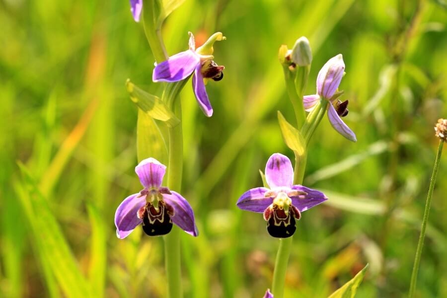 Orchidée abeille pourpre (Ophrys apifera)