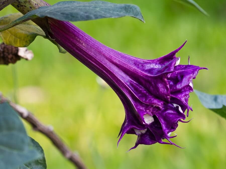 Tournesol de cassis violet (Datura metel)