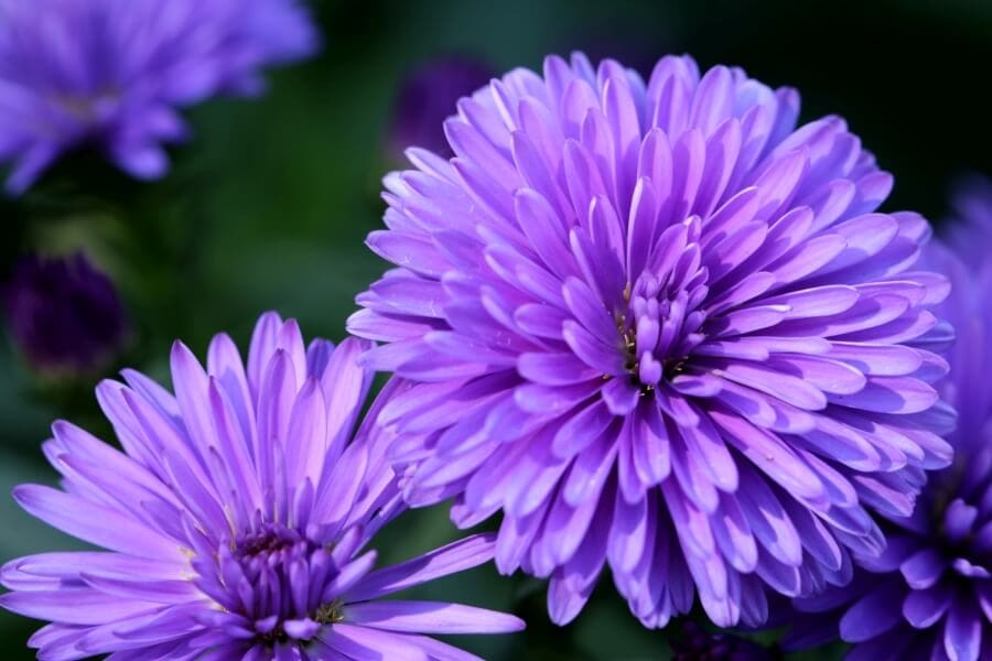 Fleurs d'aster de Chine pourpre (Callistephus chinensis)