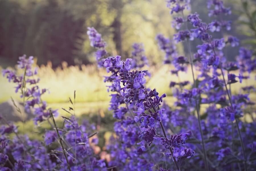 Fleurs de menthe des champs (Nepeta)
