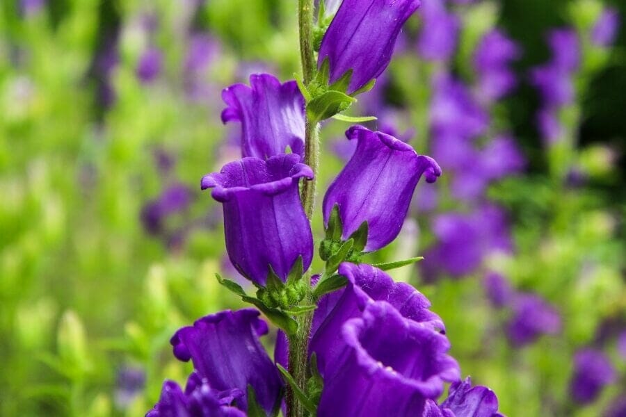 Campanule pourpre (Campanula medium)