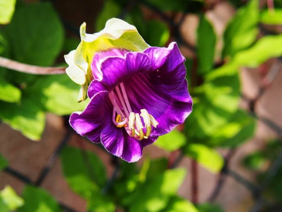 Cobaea scandens (vigne à tasses et soucoupes) pourpre
