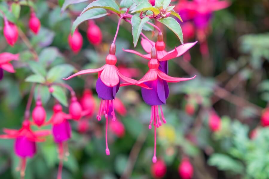 Fleurs de fuchsia pourpre en fleur (Fuchsia magellanica)