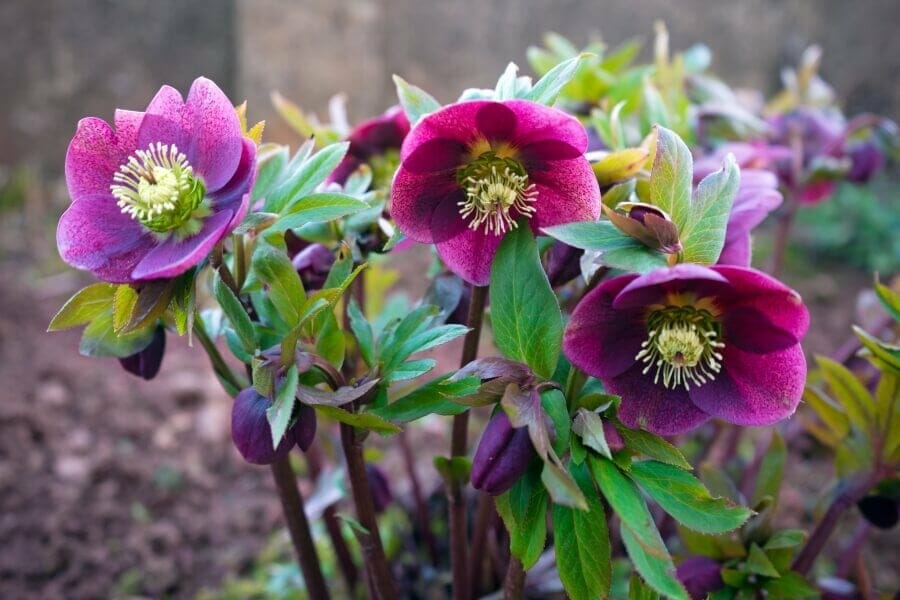 Fleurs d'hellébores pourpres (Helleborus)