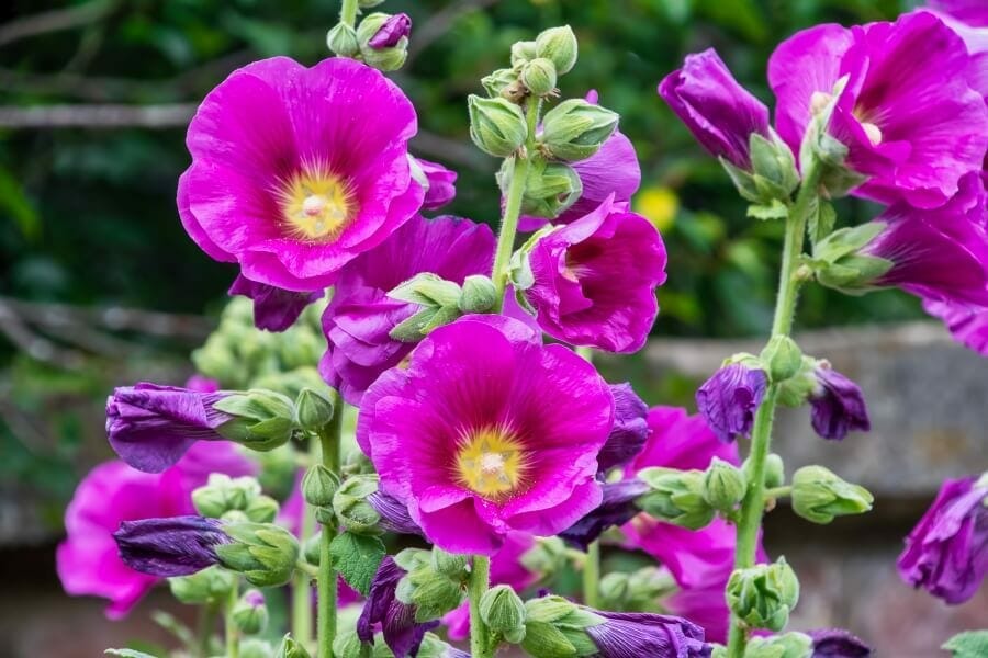 Fleurs de rose trémière en fleur (Alcea rosea)