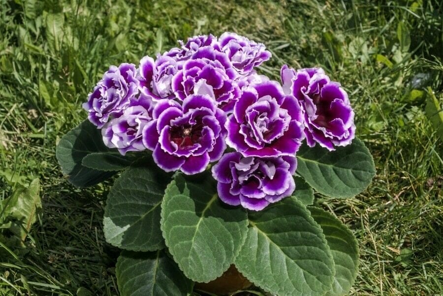 Fleurs de gloxinia pourpre (Sinningia speciosa) 