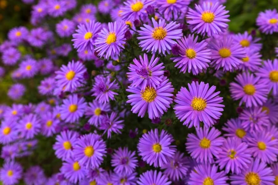 Aster italien (Aster amellus)