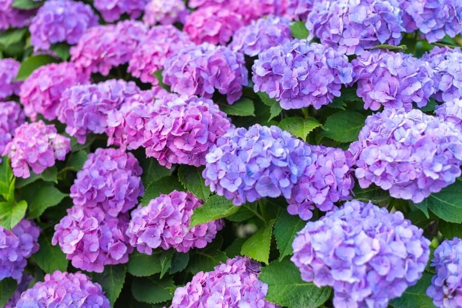 Plantes d'hortensia pourpre (Hydrangea)