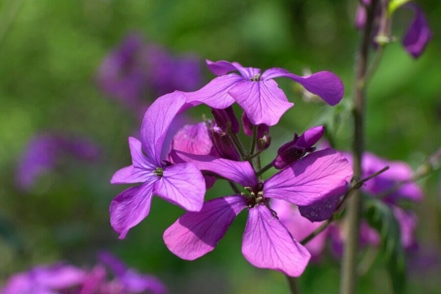 L'honnêteté pourpre (Lunaria annua)