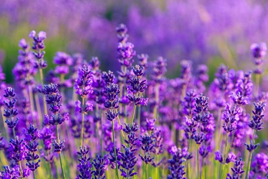 Lavande (Lavandula)