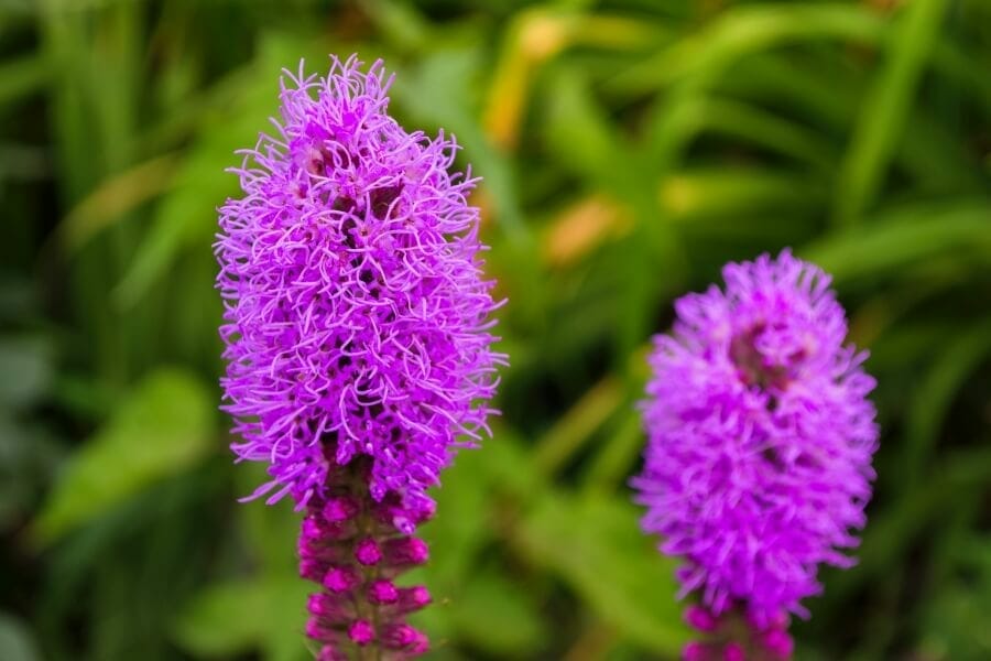 Fleur de Liatris pourpre (Liatris)
