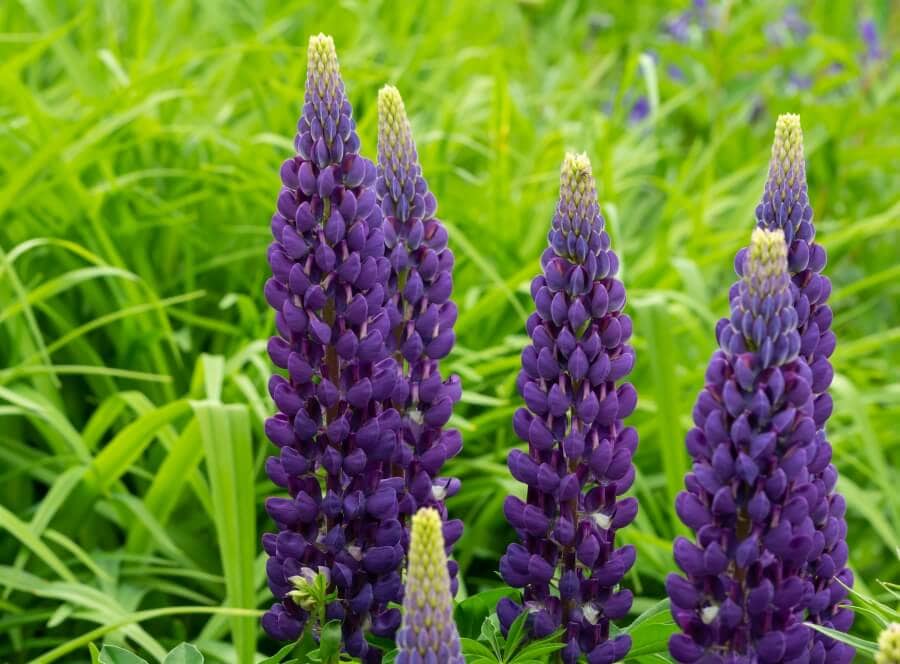 Fleurs de lupin violet (Lupinus)