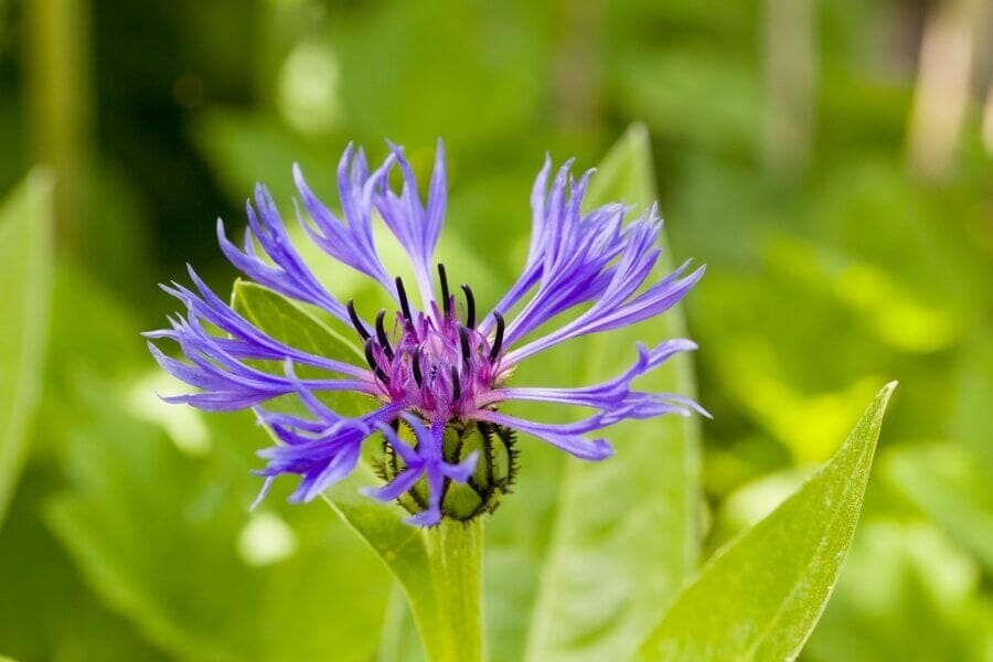 Centaurea montana (Centaurea montana)