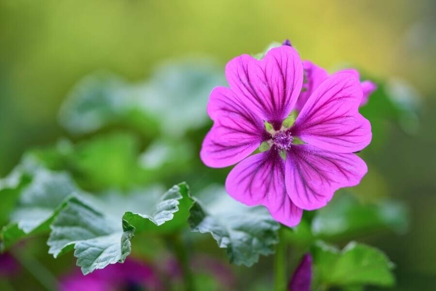 Merlin mystique (Malva Sylvestris)