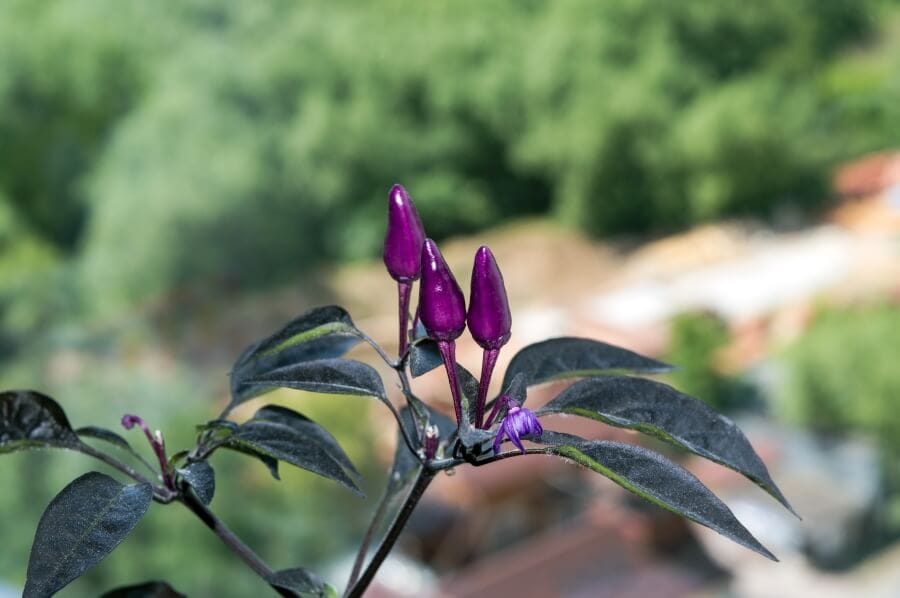 Fleurs de Capsicum annuum (Capsicum annuum)