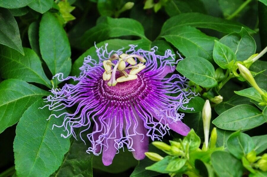 Passiflore (Passiflora)