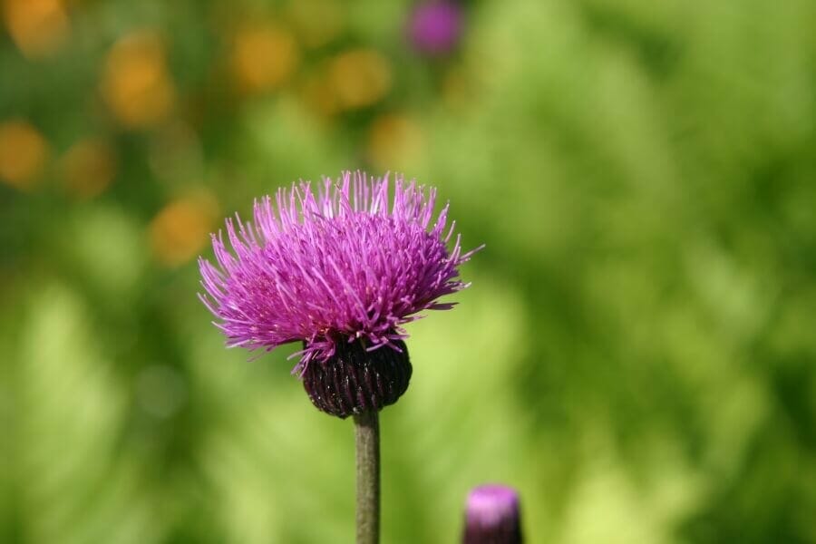 Chardon marin (Cirsium japonicum)