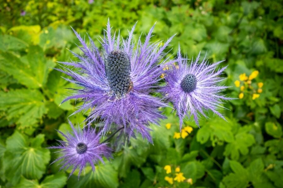 Houx de mer (Eryngium)
