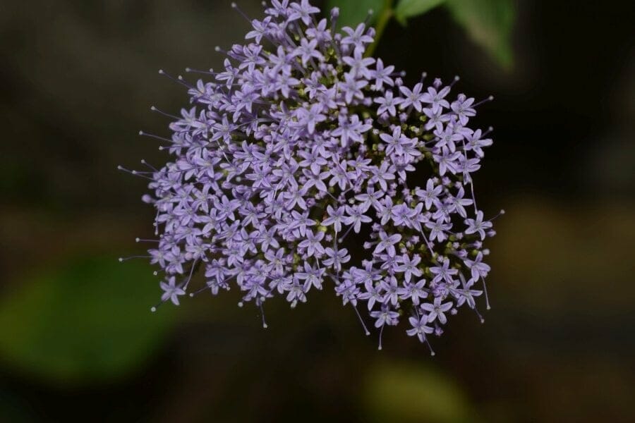 Trachelium caeruleum (Trachelium caeruleum)