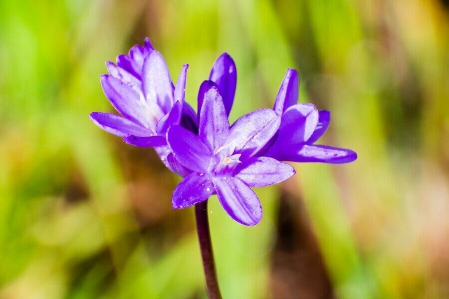 Jacinthe sauvage (Dichelostemma capitatum)