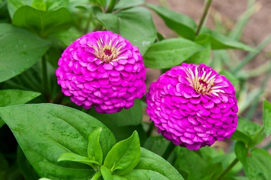 Fleurs de zinnia pourpre (Zinnia)