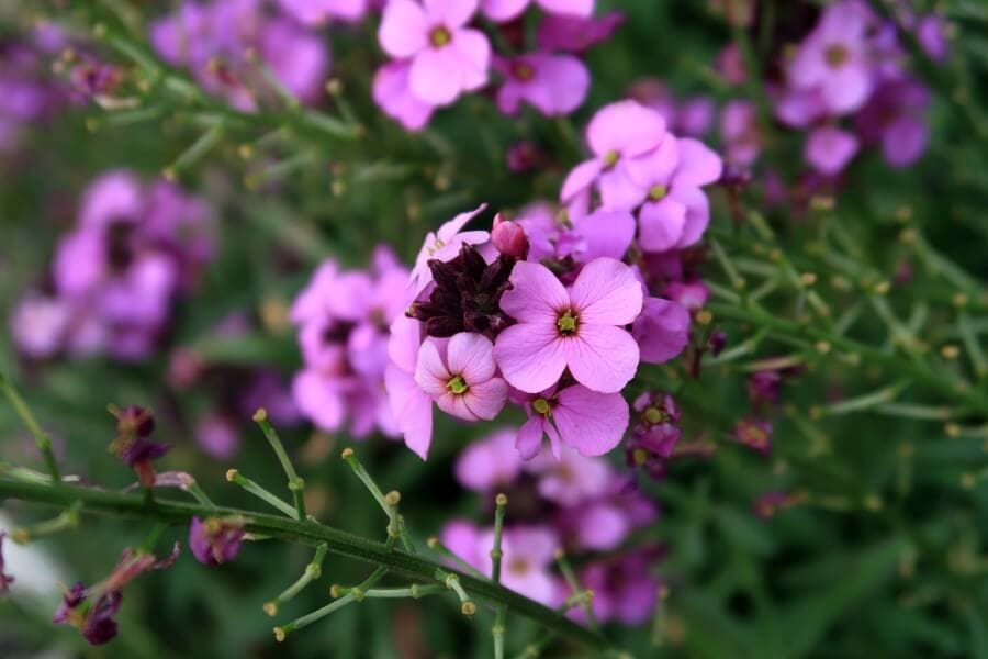 Tournesols (Erysimum 'Bowles's Mauve')