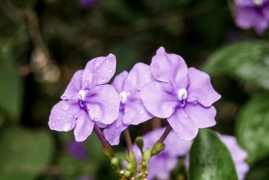 Hier Aujourd'hui Demain (Brunfelsia pauciflora)