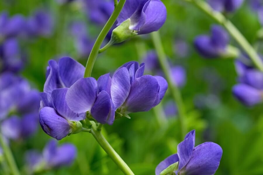 Indigo sauvage (Baptisia australis)