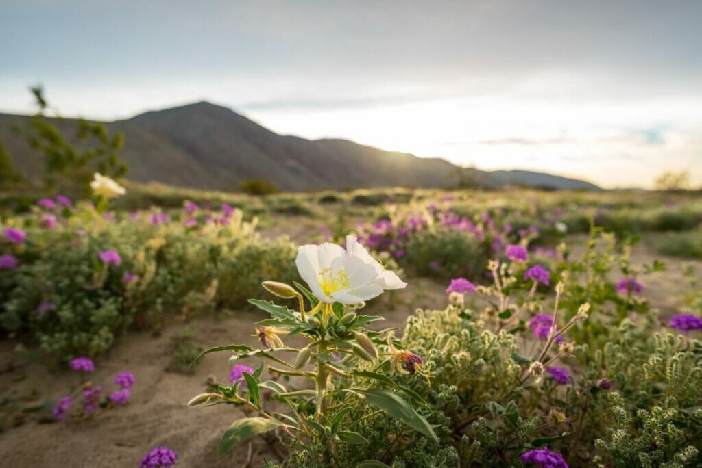 Comment les fleurs sauvages survivent-elles dans le désert ?