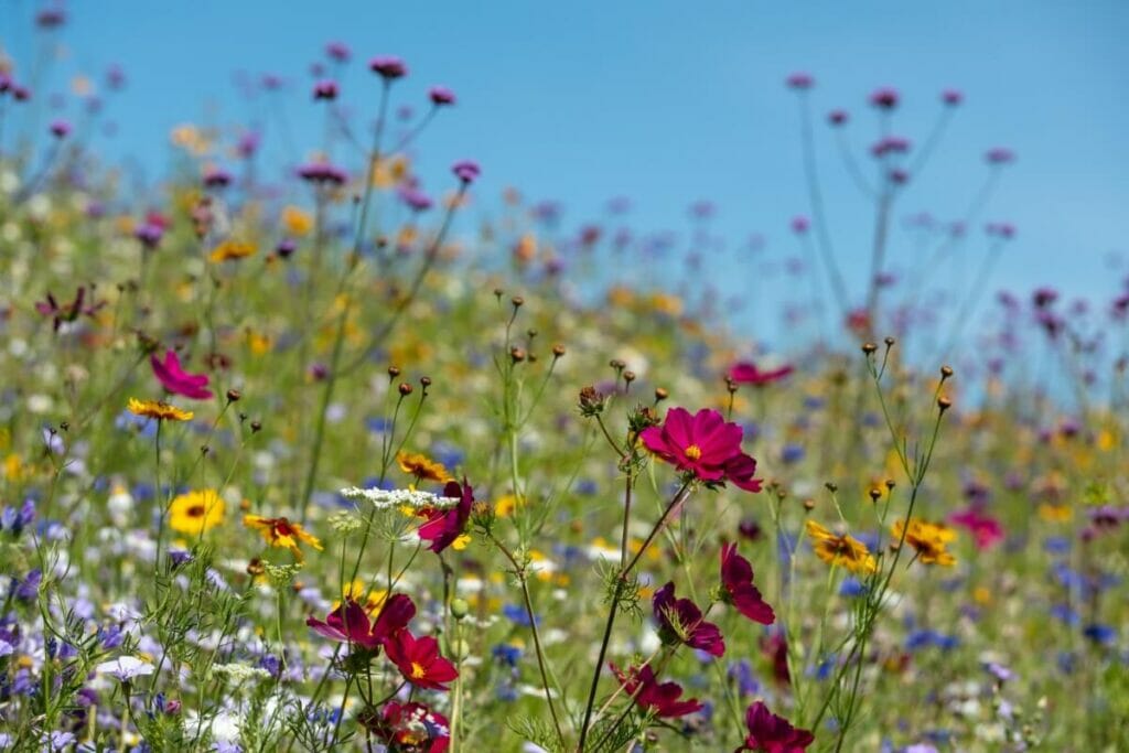Les fleurs sauvages sont-elles envahissantes ?