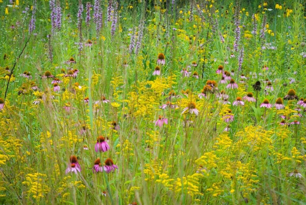 Les fleurs sauvages sont-elles considérées comme des mauvaises herbes ?