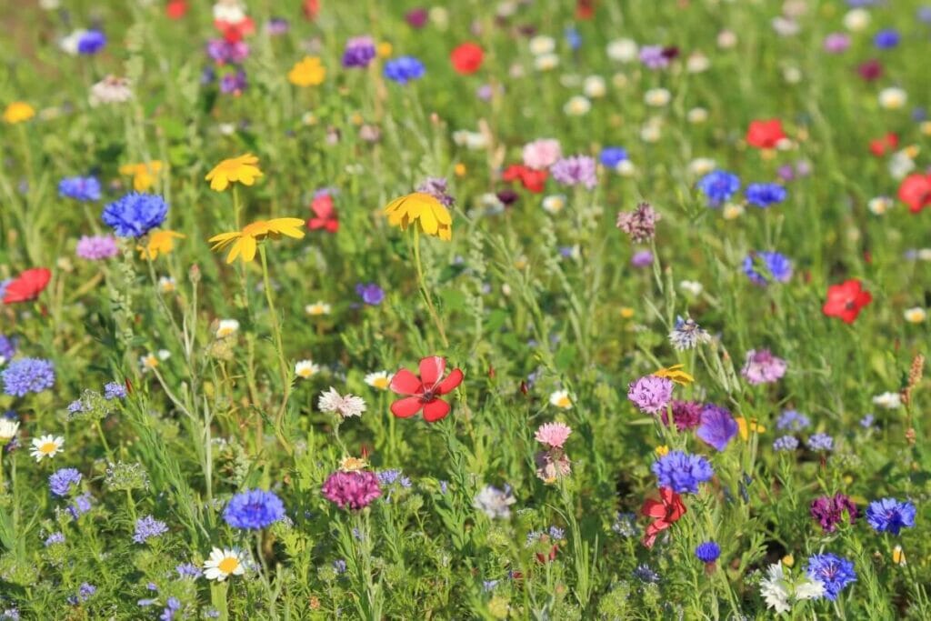 Comment aider les fleurs sauvages à fleurir plus rapidement