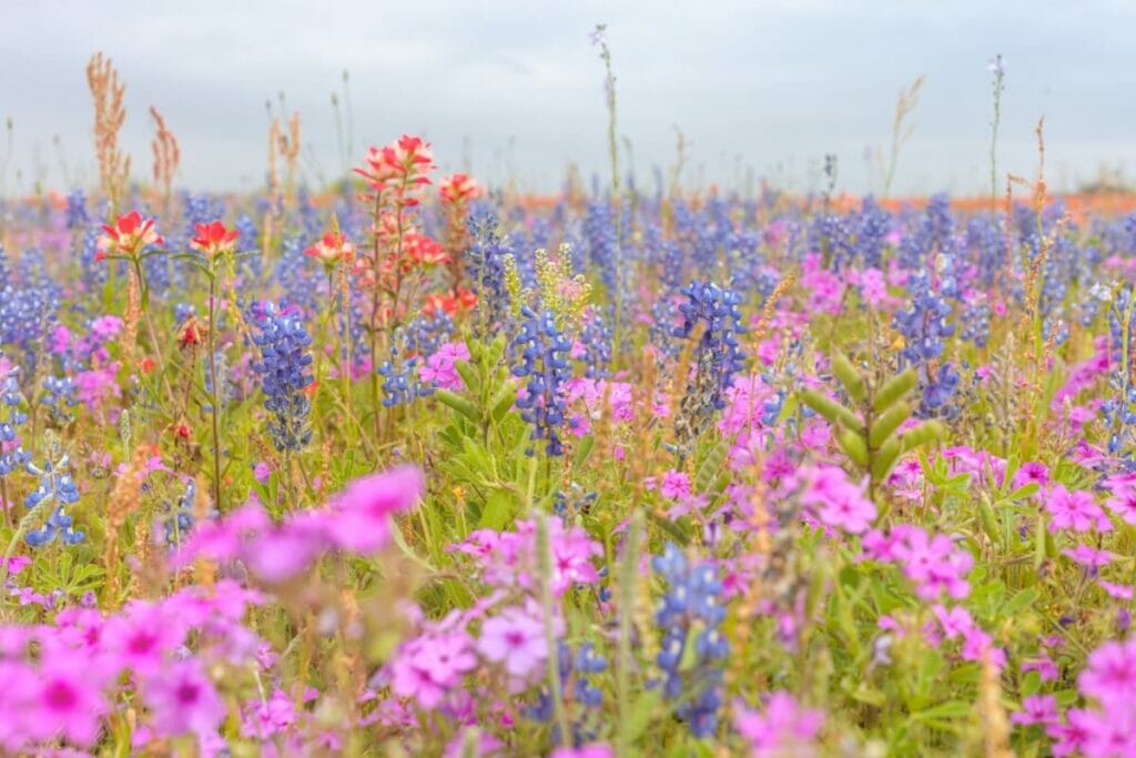 Quelle est la vitesse de croissance des fleurs sauvages bisannuelles ?