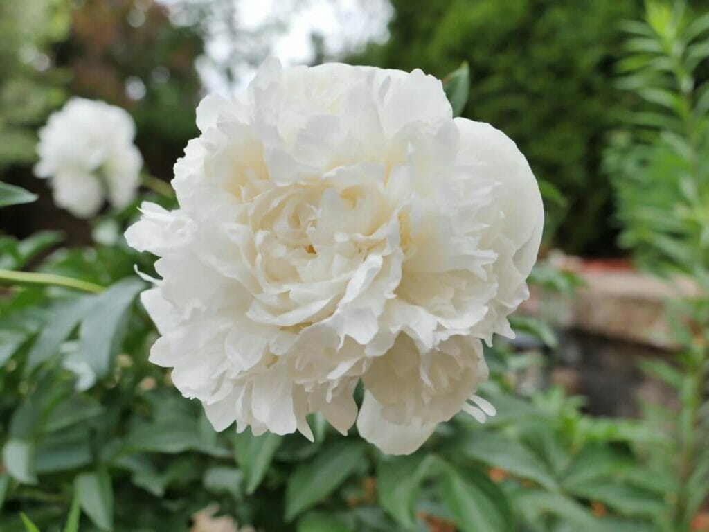 Paeonia lactiflora 'Duchesse de Nemours'